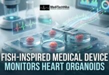 Scientists Develop Wireless Fish-Inspired Device to Monitor Beating Heart Organoids Scientists develop a wireless Fish-Inspired Medical Device that monitors Heart Organoids in real time, advancing drug discovery and research.